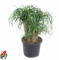 Nolina recurvata branched- 1,5ft