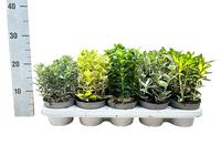 Euonymus jap. in varieties