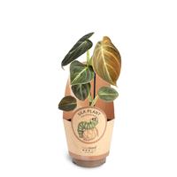 Philodendron melabchrysum