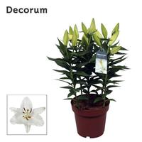 Lilium Oriental Oxygen 5PP