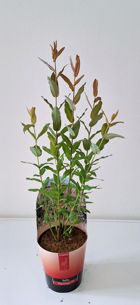 Bild von Salix Flamingo P12 POTCOVER