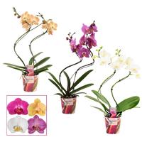 Phalaenopsis hybrid hurricane in varieties Scenza