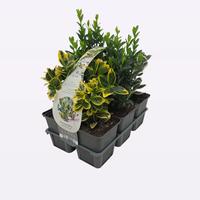 Euonymus japonicus in varieties