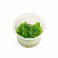 Nymphoides hydrophyllaTaiwan CUP - Tray 3 × 100 £ 3.22 (Tray) £ 3.18 Shelf £ 3.17 Trolley Tray £ 3.22 × 3 (0.2%)