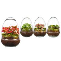 WARDIANS Terrarium Oeuf Small F