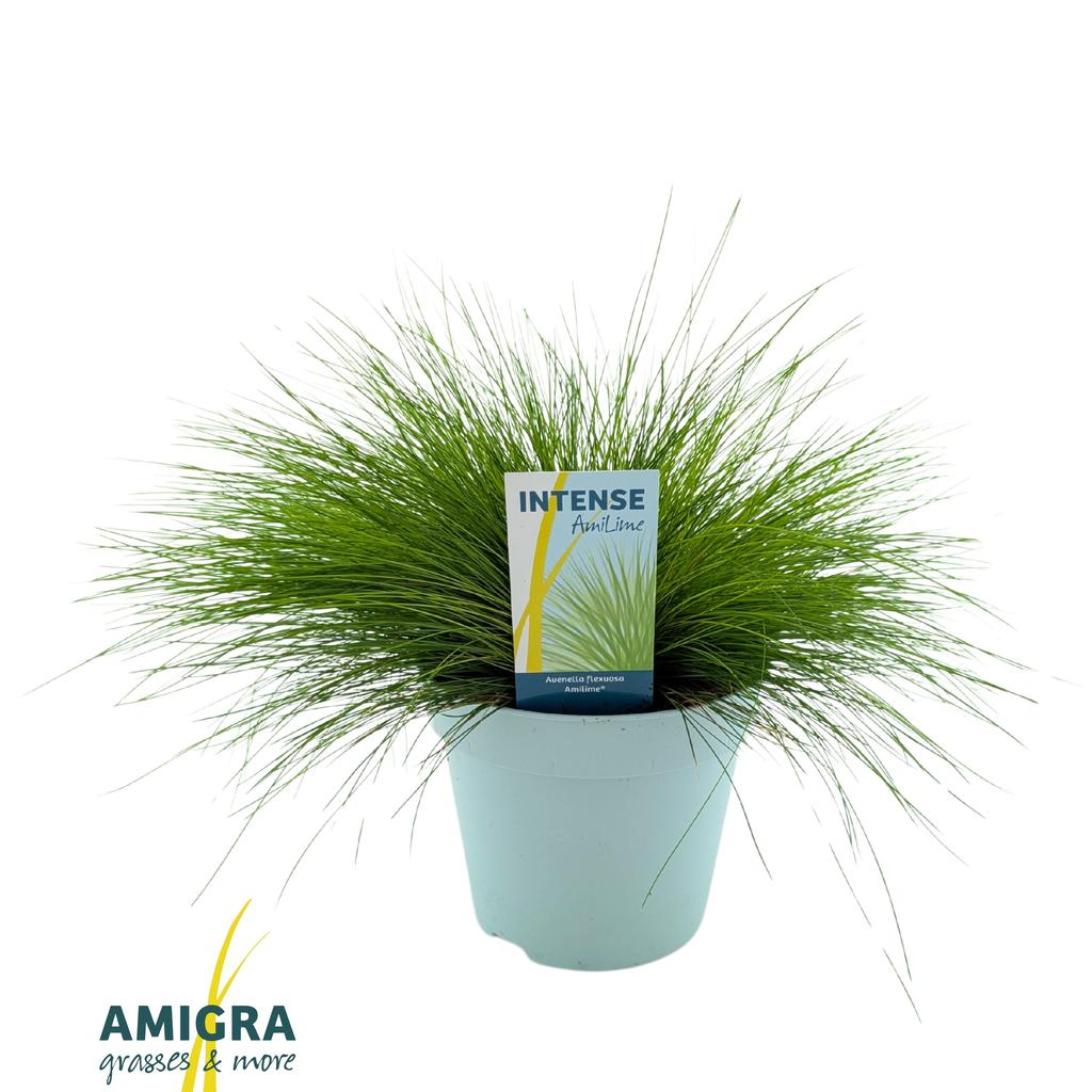 Picture of Deschampsia flexuosa AmiLime® P17 (2 Ltr)