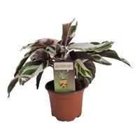 Calathea Fusion White