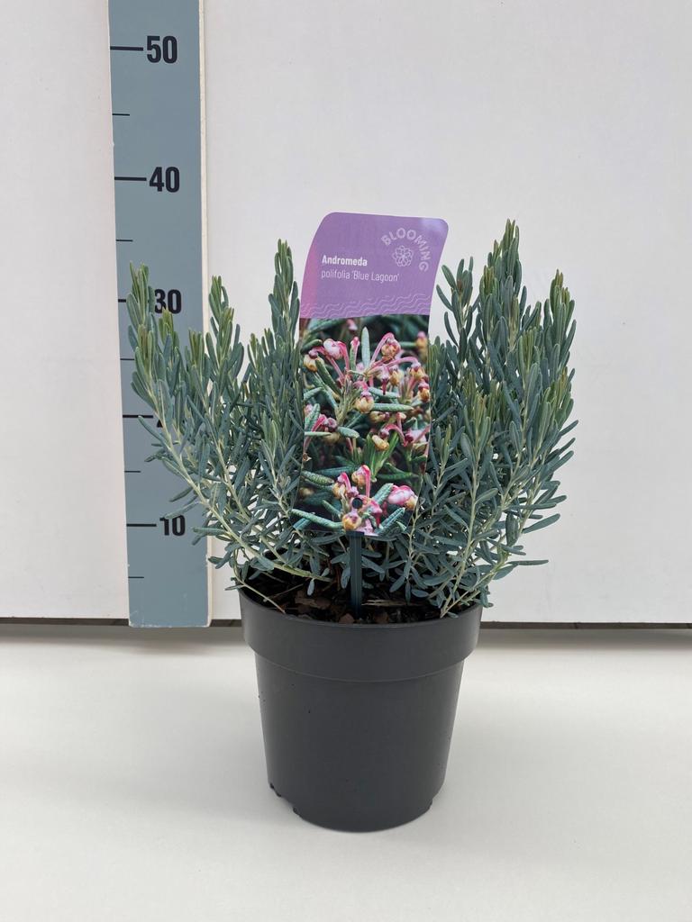 Afbeeldingen van Andromeda polifolia Blue Lagoon P17 (2 Ltr)