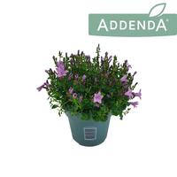 Campanula Ambella Pink
