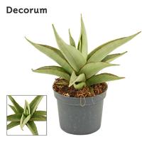 Sansevieria Platinum Crown