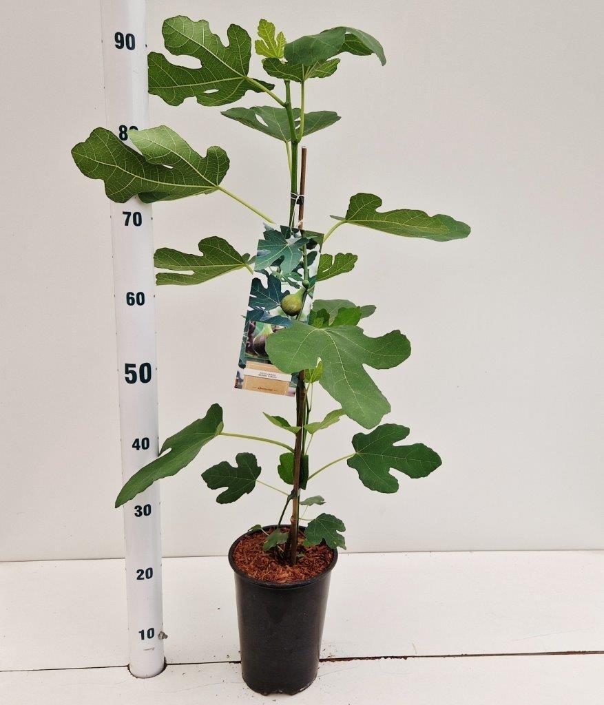 Picture of Ficus carica Brown Turkey P16 40CM