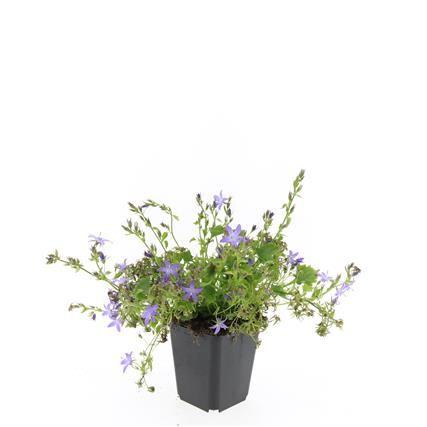 Billede af Campanula posch. Stella P9