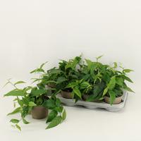 Ficus Radicans Green
