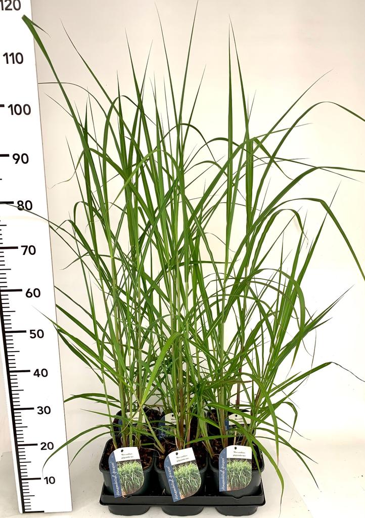 Picture of Miscanthus Giganteus P17 (2 Ltr)
