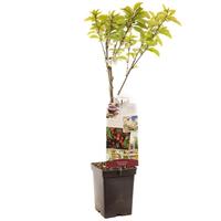 Prunus avium Duo-Cherry Patio 2 on 1