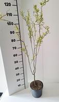 Salix bab. Tortuosa