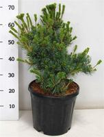 Pinus parv. Negishi