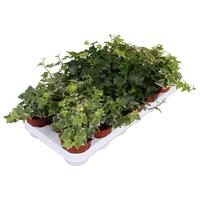 Hedera helix in varieties