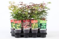 Acer pal. in varieties