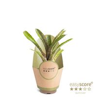 Neoregelia