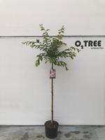 Prunus subh. Autumnalis Rosea