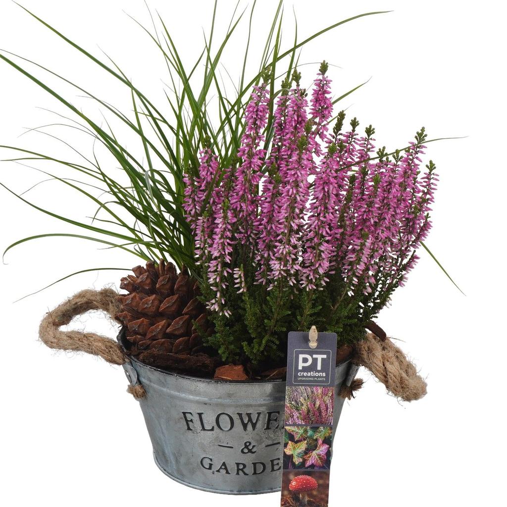 Image de PTHO4066 Arrangement Autumn Outdoor in metal pot P16 33CM