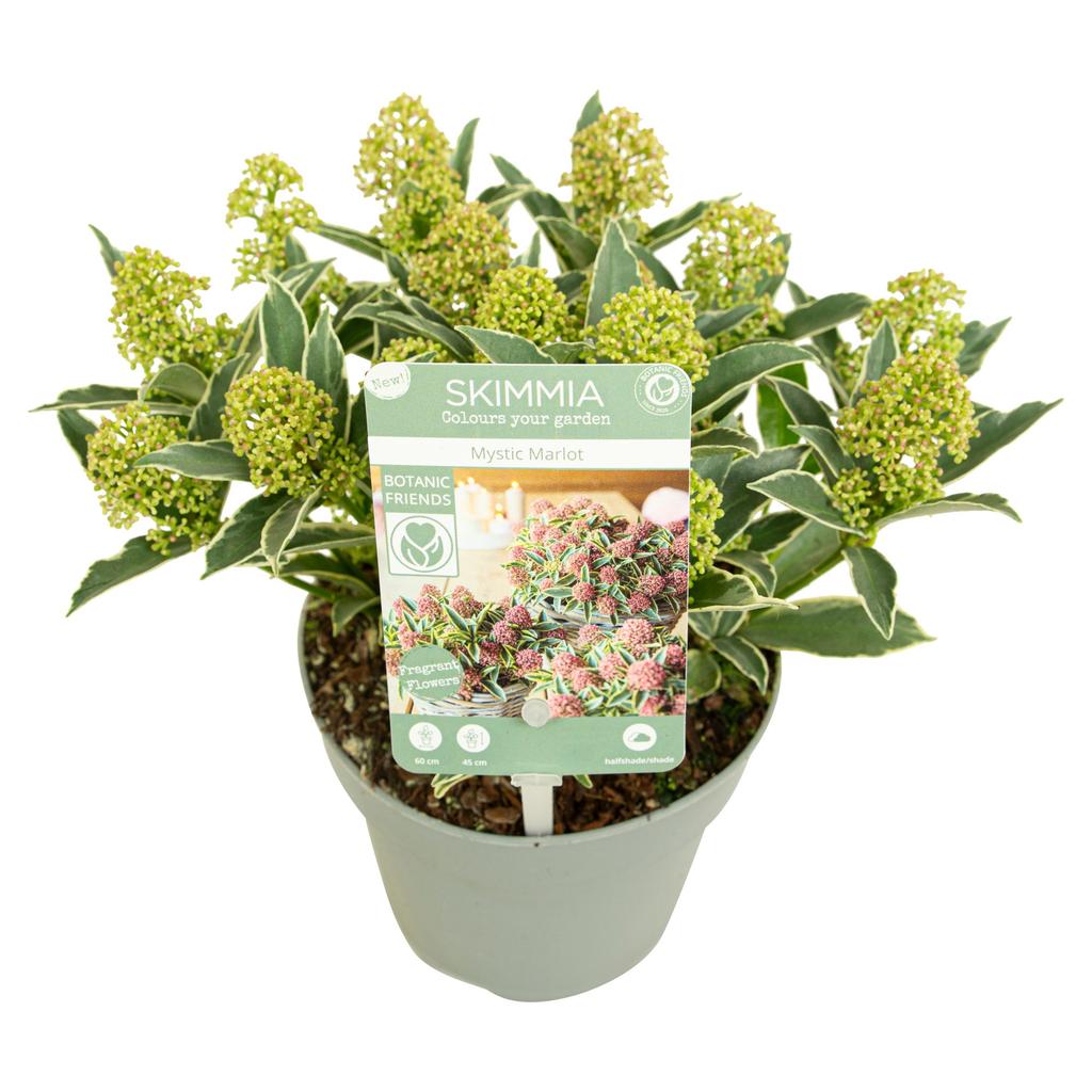 Afbeeldingen van Skimmia jap. Mystic Marlot P13 12/+-FLOWER