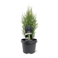Juniperus com. Compressa