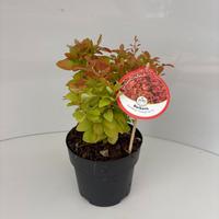Berberis thu. Orange Ice