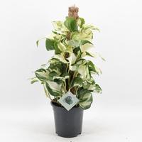 Epipremnum Manjula