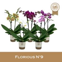 Phalaenopsis hybrid in varieties