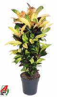 Codiaeum Mrs Iceton branched