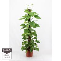 Epipremnum aureum Kratiste 120cm climbing stick