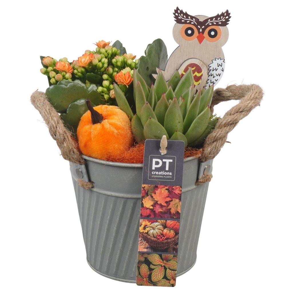 Picture of PTHI5345 Arrangement Autumn Indoor in metal box P13 22CM