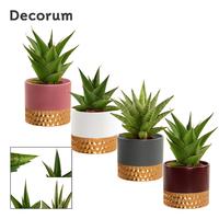 Sansevieria Crown Mix in Frederique (Rich love-collection)