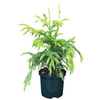 Cryptomeria jap. Sekkan