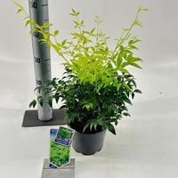Nandina dom. Lemon & Lime