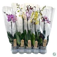 Phalenopsis hybirid mix XL