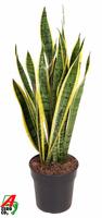 Sansevieria laurentii