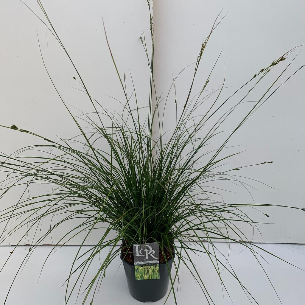 Picture of Carex Magic Green P23 (5 Ltr) SQUARE