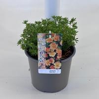 Potentilla frut. Red Ace