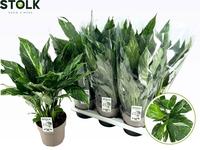 Spathiphyllum Diamond Variegata (not flowering!)