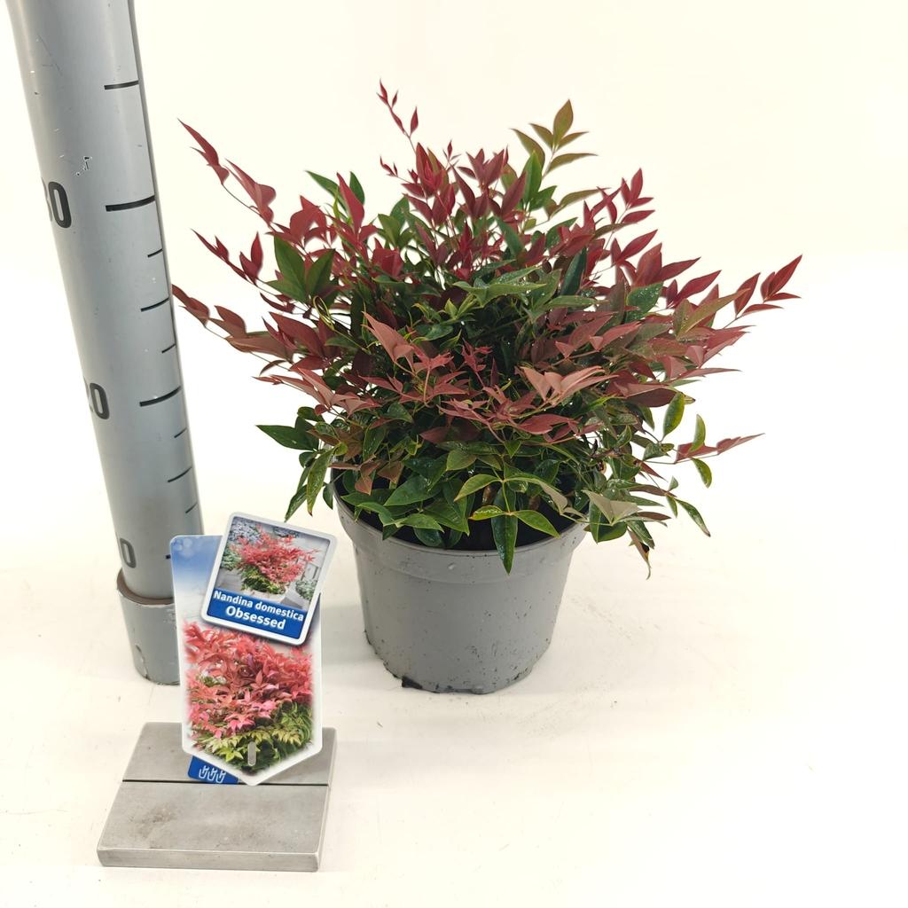Picture of Nandina dom. Obsessed P17 (2 Ltr)