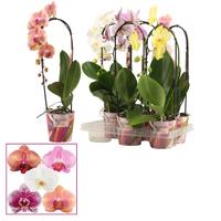 Phalaenopsis hybrid cascade shortie in varieties Scenza
