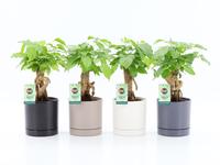 Radermachera Bonsai in Hainan ceramics 4 colours