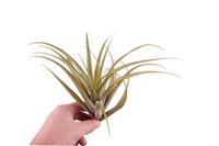 Tillandsia Capitata xl - 25CM Tray 6 × 6 £ 2.55 (Tray) £ 2.25 Shelf £ 2.17 Trolley Tray £ 2.55 × 6 (2.4%)