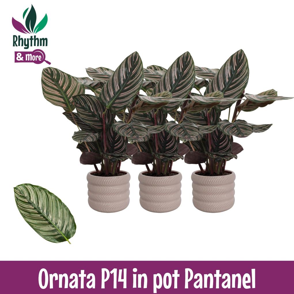 Picture of Calathea Ornata in Pantanel ceramics Rhythm & More P14 45cm