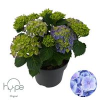 Hydrangea Mophead Blue | Hy-pe Original