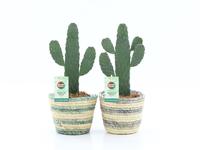 Opuntia rubescens Consolea in Noah Lines