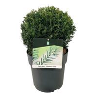 Taxus b. Höpkens Gigant'